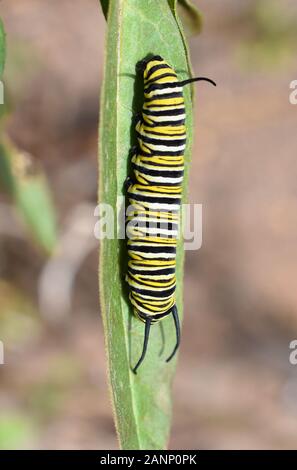 Caterpillar des Monarch-Schmetterlings Danaus Plexippus auf einer Milchwegenpflanze Stockfoto