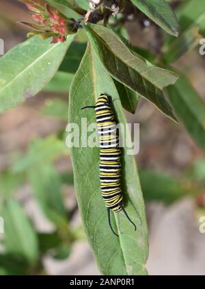 Caterpillar des Monarch-Schmetterlings Danaus Plexippus auf einer Milchwegenpflanze Stockfoto