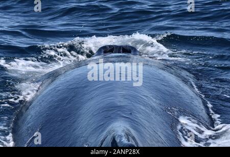 Der einmalige Blick auf zwei Nasenlöcher geöffnet (Lunker) auf einem buckelwal Kopf. Ansicht von hinten nach vorn schauen. (Megaptera novaeangliae) Stockfoto