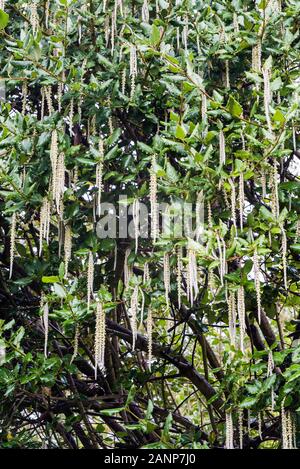 Elliptica Garrya James Dach wachsen in ein eigenes Land, Garten. Stockfoto