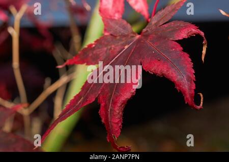 Fan japanischer Ahorn (Acer sp.) gegen die Einstellung Herbstsonne, Nahaufnahme Stockfoto