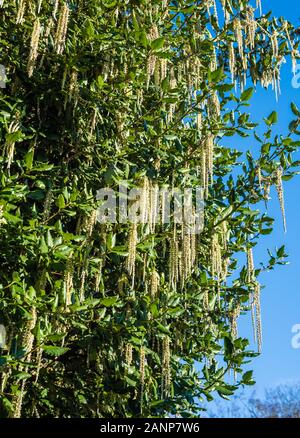 Elliptica Garrya James Dach wachsen in ein eigenes Land, Garten. Stockfoto