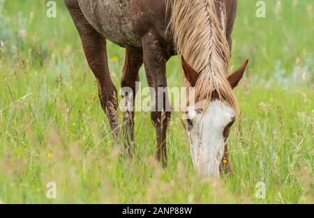 White Horse Schürfwunden im hohen Gras konfrontiert Stockfoto