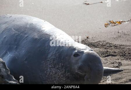 Männliche Elefanten Dichtung am Strand während der Saison Pupping bei San Simeon Strand in Kalifornien, USA Stockfoto