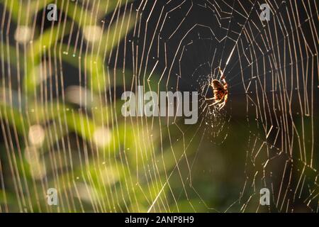 spinnennetz im Garten Brooklyn NYC Stockfoto