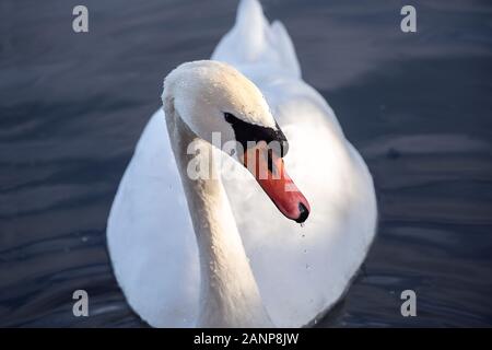 Nahaufnahme des Kopfes des stummen Schwans im Wasser. Tropfen odes Wassers und nassen Schnabel. Stockfoto