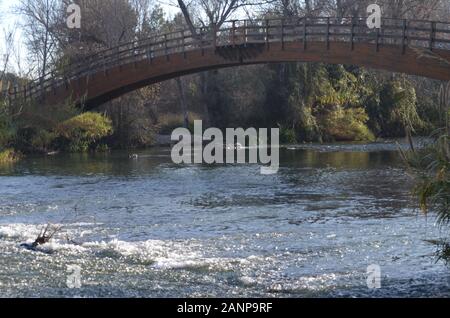 Brücke aus Holz über den Fluss Turia, Naturpark Turia, Valencia (Ostspanien) Stockfoto