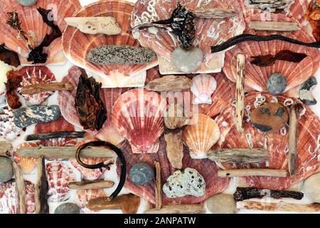 Jakobsmuscheln, Treibholz, Steine und Algen Abstract Am weißen Holz Hintergrund. Stockfoto