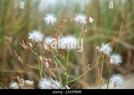 Weiß verdorrte Thistle auf einer Düne an der Ostsee Stockfoto