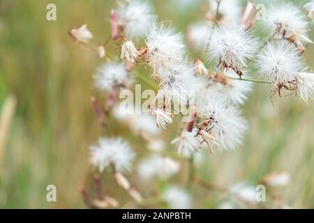 Weiß verdorrte Thistle auf einer Düne an der Ostsee Stockfoto