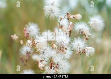 Weiß verdorrte Thistle auf einer Düne an der Ostsee Stockfoto