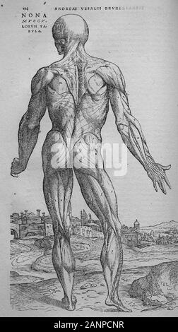 Illustrationen aus De Humani Corporis Fabrica libri septem' auf das Gewebe des menschlichen Körpers in sieben Bücher" von Andreas Vesalius. Bücher über die menschliche Anatomie im Jahre 1543 veröffentlicht. Stockfoto