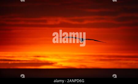 Vogel fliegt am Sonnenuntergang am Muriwai Gannet Kolonie Stockfoto