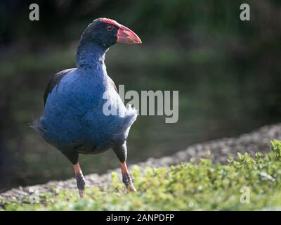 Pukeko oder Australasian haben, an der westlichen Frühling in Auckland. Stockfoto