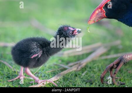 Mutter Pukeko Australasian haben ihr Baby stillen im Western Springs Stockfoto