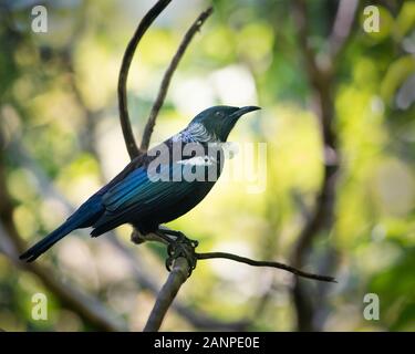 Tui Vogel auf einem Zweig der Baumstruktur auf Tiritiri Matangi Insel Stockfoto