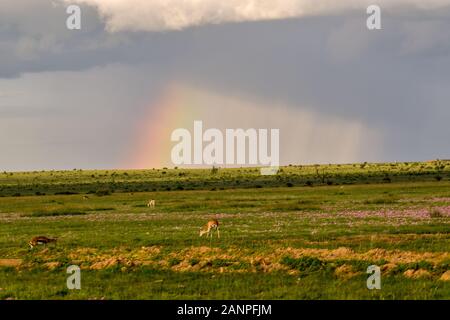 Landschaftsbilder aus dem Nationalpark Tsavo East Tsavo West und Amboseli Stockfoto