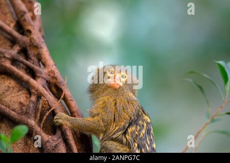Close Up Pygmy Marmoset Affe in einem Baum Stockfoto
