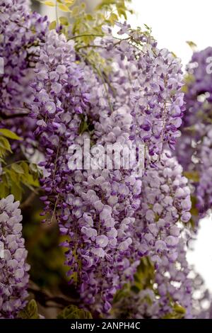 Lila und Weiß gefärbten Blütenstände einer Wisteria Stockfoto