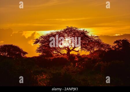 Landschaftsbilder aus dem Nationalpark Tsavo East Tsavo West und Amboseli Stockfoto