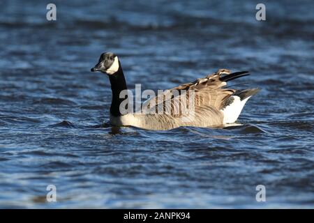 Eine Kanadagans Branta canadensis Schwimmen auf einem blauen See im Winter Stockfoto