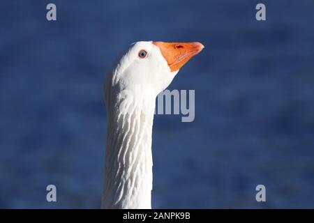 Nahaufnahme der Kopf und Hals einer weiße Gans Stockfoto