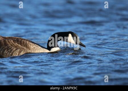 Eine Kanadagans Branta canadensis Schwimmen auf einem blauen See im Winter Stockfoto