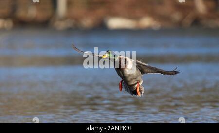 Mallard Drake fliegen in auf einem See im Winter an Land Stockfoto