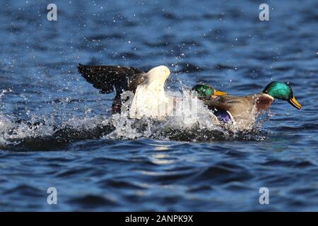 Drake Mallard Enten gegeneinander kämpfen für den Zugang zu den Weibchen im Winter Stockfoto