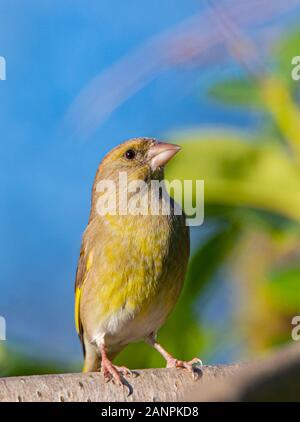 Grünfink, Chloris Chloris, thront auf einem Zweig in einem Vereinigten Königreich Garten, Januar 2020 Stockfoto