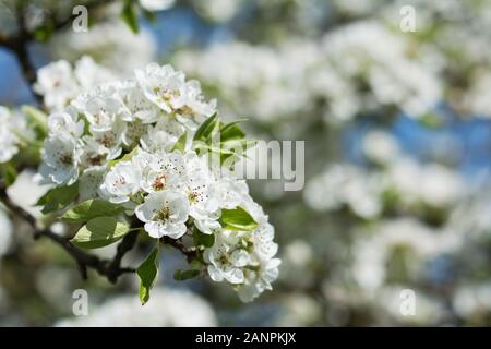 Nahaufnahme von Pear Tree Branch mit weißen Blüten - verschwommenen Hintergrund Stockfoto