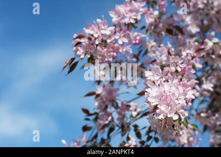 Zweigen bedeckt mit rosa Pflaume Blüte gegen den blauen Himmel Stockfoto