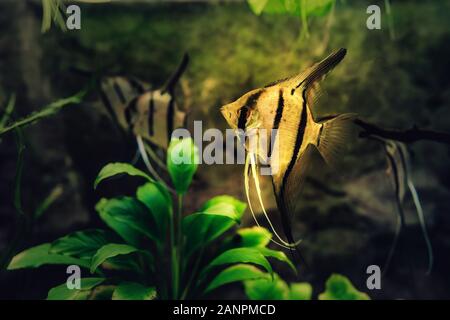 Auchen altum, Auchen Hydrokultur-reactor scalare Fische Stockfoto