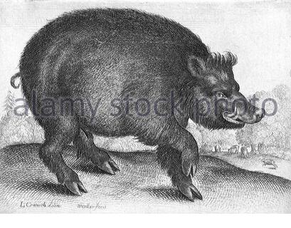 Wildschwein, Radierung von Böhmische Kupferstecher Wenzel Hollar aus 1600s Stockfoto