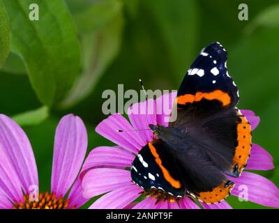 Red Admiral Butterfly, früher Red Admiraable, (Vanessa atalanta) auf Purple Coneblower (Echinacea purpurea), Flügel öffnen sich Stockfoto