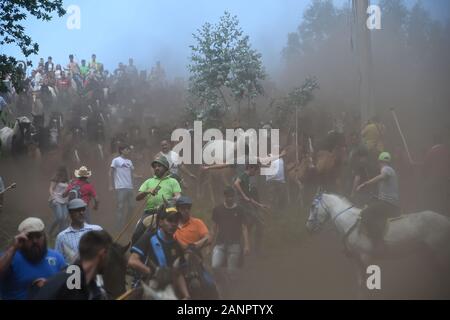 SABUCEDO, Spanien - 6./7. Juli 2019 - Die Rapa das Bestas (Scherung der Tiere) 2019 in Sabucedo Galicien Spanien statt Stockfoto