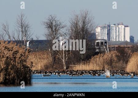 Kanada Gänse und A-Train in städtischen Einstellung Stockfoto