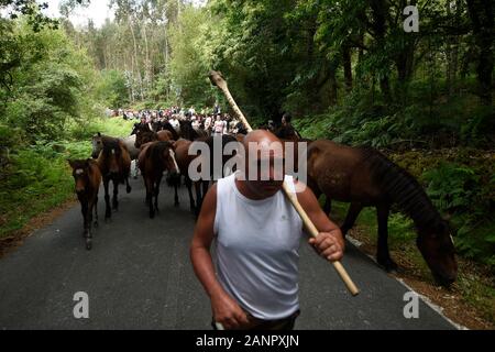 SABUCEDO, Spanien - 6./7. Juli 2019 - Die Rapa das Bestas (Scherung der Tiere) 2019 in Sabucedo Galicien Spanien statt Stockfoto