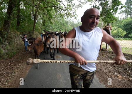 SABUCEDO, Spanien - 6./7. Juli 2019 - Die Rapa das Bestas (Scherung der Tiere) 2019 in Sabucedo Galicien Spanien statt Stockfoto