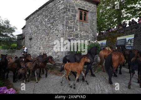 SABUCEDO, Spanien - 6./7. Juli 2019 - Die Rapa das Bestas (Scherung der Tiere) 2019 in Sabucedo Galicien Spanien statt Stockfoto