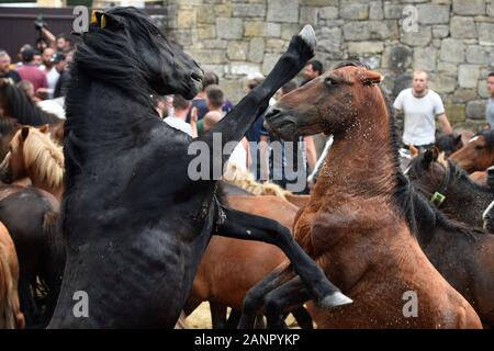 SABUCEDO, Spanien - 6./7. Juli 2019 - Die Rapa das Bestas (Scherung der Tiere) 2019 in Sabucedo Galicien Spanien statt Stockfoto