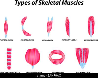 Die anatomische Struktur der Skelettmuskulatur. Infografik. Vector Illustration auf isolierte Hintergrund. Stock Vektor