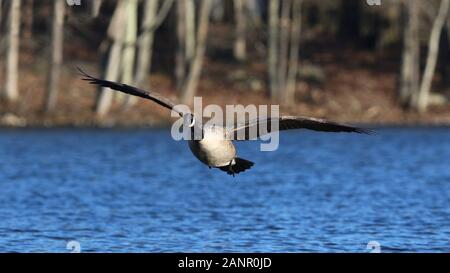 Ein einsamer Kanadagans Branta canadensis über einen blauen See im Winter fliegen Stockfoto