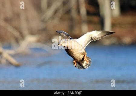 Stockente Hen fliegen in auf einem See im Winter an Land Stockfoto