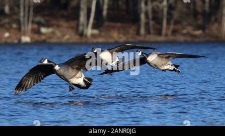 Drei Kanadagänse Branta canadensis über einen blauen See im Winter fliegen Stockfoto