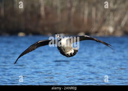 Ein einsamer Kanadagans Branta canadensis über einen blauen See im Winter fliegen Stockfoto