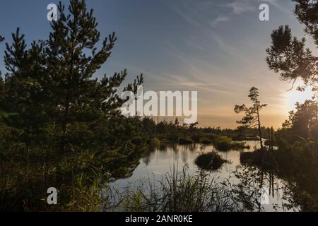 Sonnenaufgang am nebligen Sumpf mit kleinen toten Bäumen in den frühen Morgenstunden abgedeckt. Stockfoto