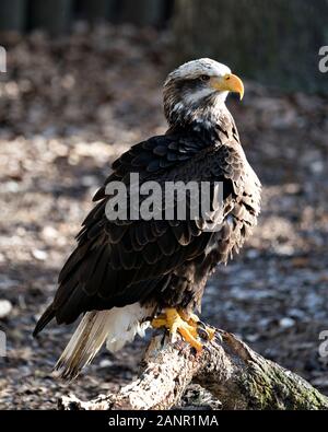 Weißkopfseeadler juvenile Bild thront seitlich auf ein Protokoll anzeigen braun Federn, gelben Schnabel, gelb Talons mit bokeh Hintergrund. Stockfoto