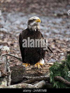 Weißkopfseeadler juvenile Bild thront seitlich auf ein Protokoll mit bokeh Hintergrund genießen ihre Umwelt und Umgebung. Stockfoto