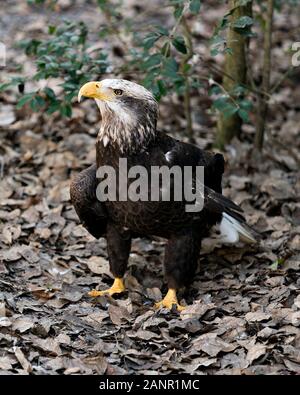 Weißkopfseeadler juvenile Bild seitlich auf den Boden Anzeige braunen Federn Gefieder, gelben Schnabel, gelb Talons mit bokeh Hintergrund. Stockfoto